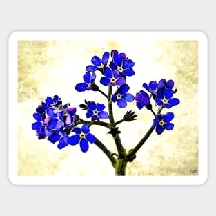 Forget Me Not Sticker